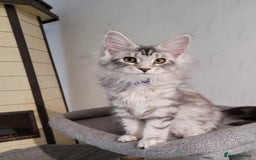 Maine Coon cats for sale: Tica registered maine coon kittens  in Ipswich - Image 4