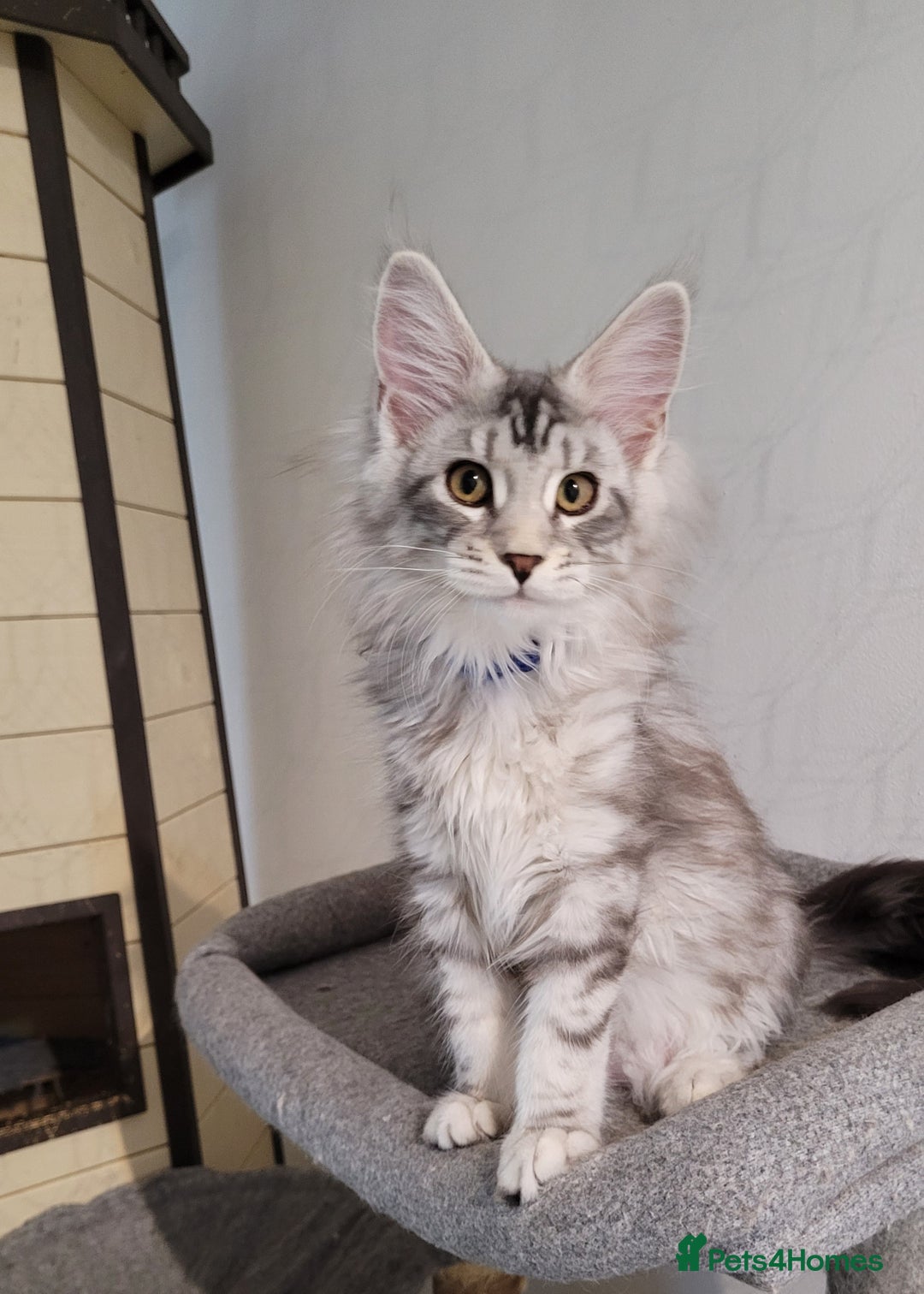 Maine Coon cats for sale: Tica registered maine coon kittens  in Ipswich - Image 4