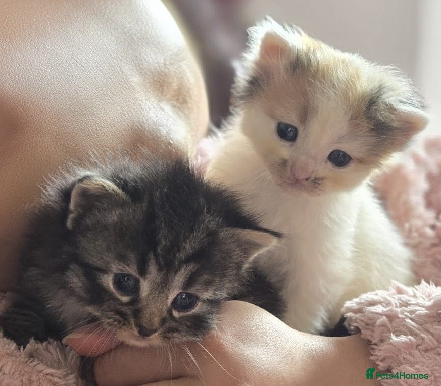 Siberian cats Adorable Siberian kittens - Advert 1