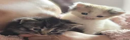 Siberian cats for sale: Adorable Siberian kittens - Advert 1