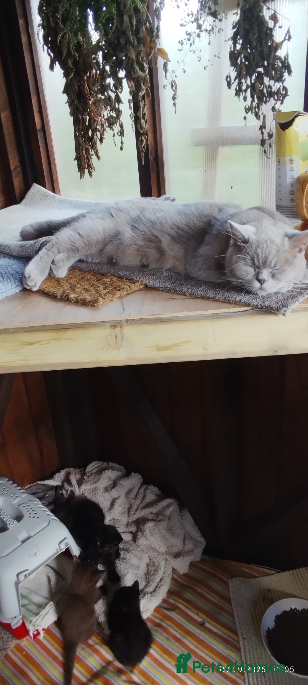 British Shorthair cats for sale: Rare Chocolate & Black Kittens – Ready Now 🐾 - Image 7