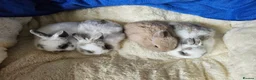 Netherland Dwarf rabbits for sale: Fawn and Broken Butterfly Netherland Dwarf bunnies - Advert 3