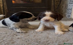 Cocker Spaniel dogs for sale: 2 blue roan cocker spaniel puppies &tri colour pup - Image 7