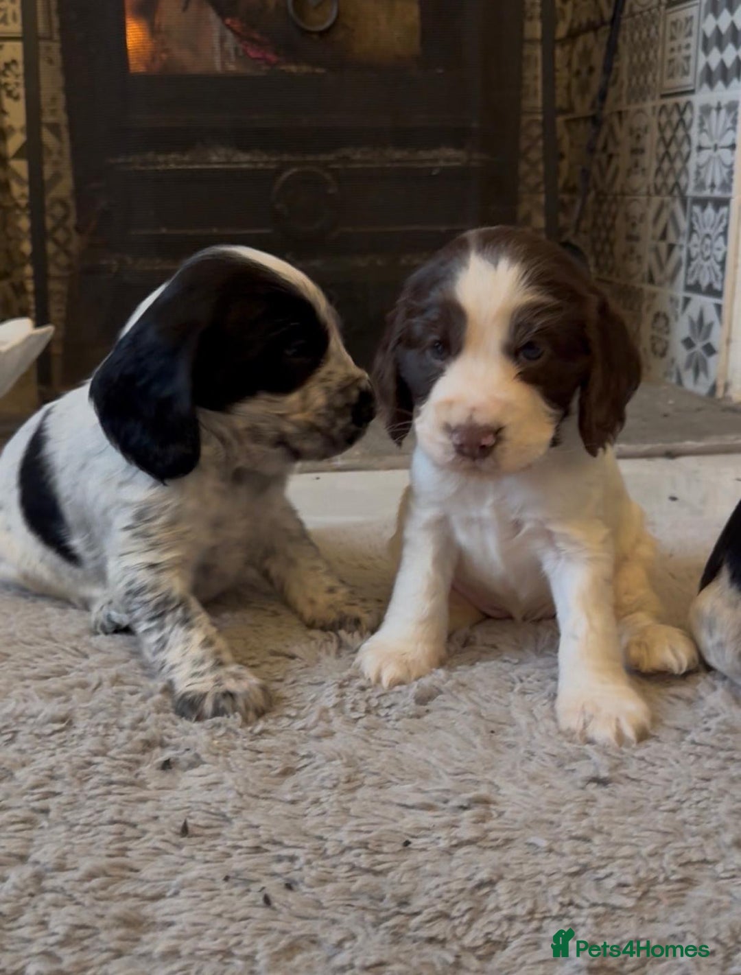 Cocker Spaniel dogs for sale: 2 blue roan cocker spaniel puppies &tri colour pup - Image 7