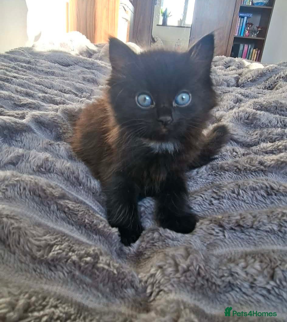 Mixed Breed cats Black fluffy girl - Advert 17