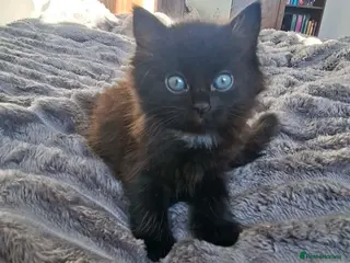 Mixed Breed cats Black fluffy girl - Advert 17