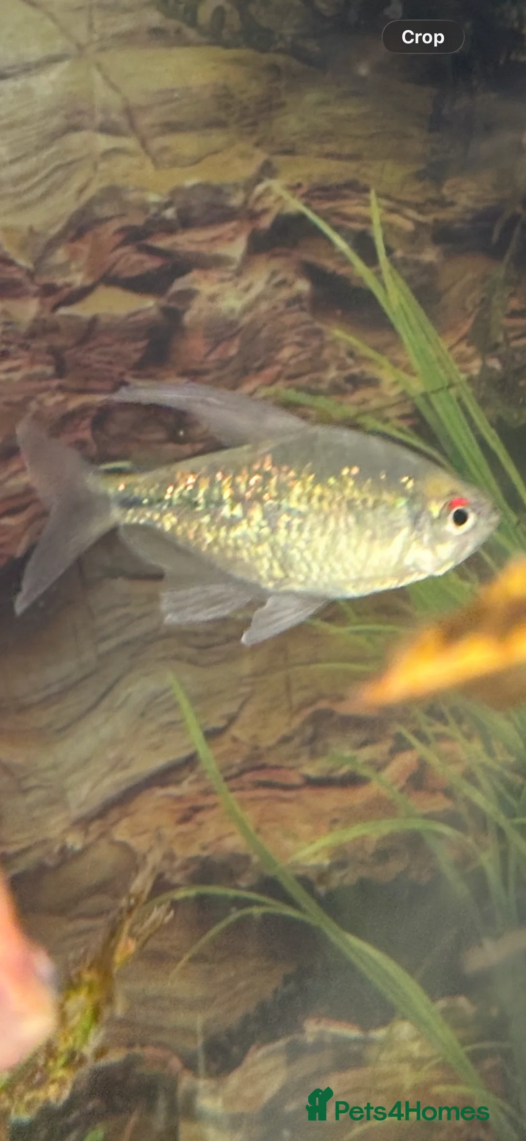 Tetras fish for sale: Emerald neon tetra. Stunning, simmering.  - Advert 3