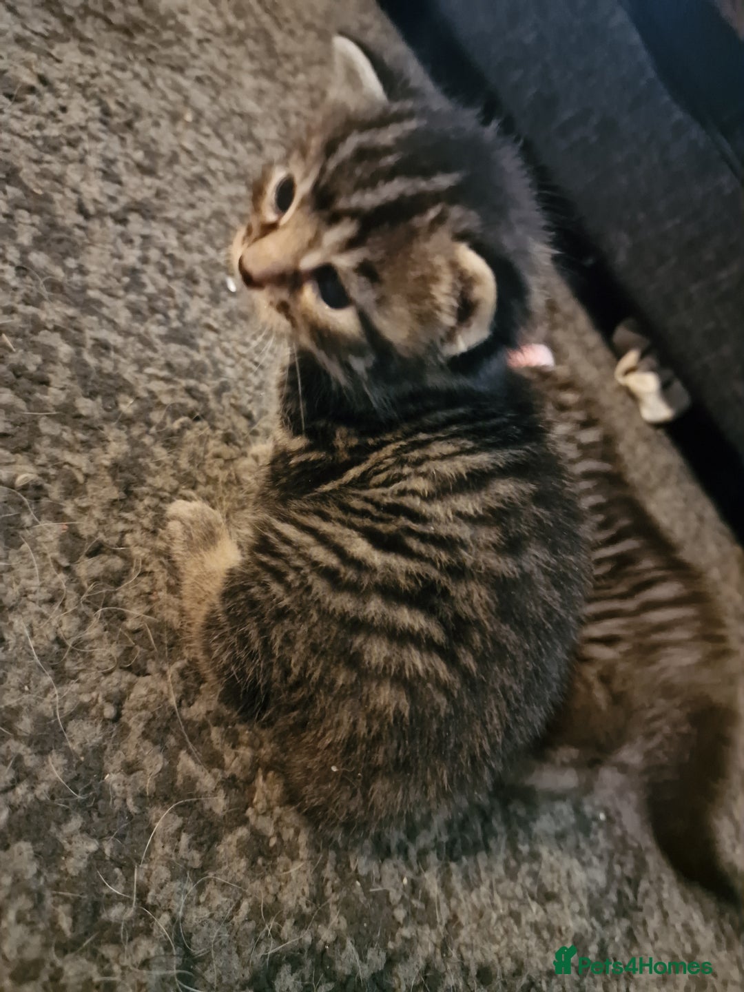 Maine Coon cats for sale: Maine coon cross munchkin kittens for sale in Cramlington - Image 19