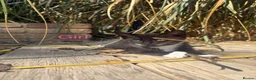 Mixed Breed cats for sale: Sweet kittens for sale  - Advert 3