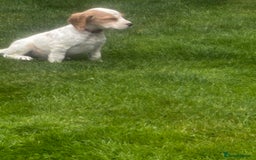 Sprocker dogs for sale: Beautiful Sprocker Puppies - Image 21