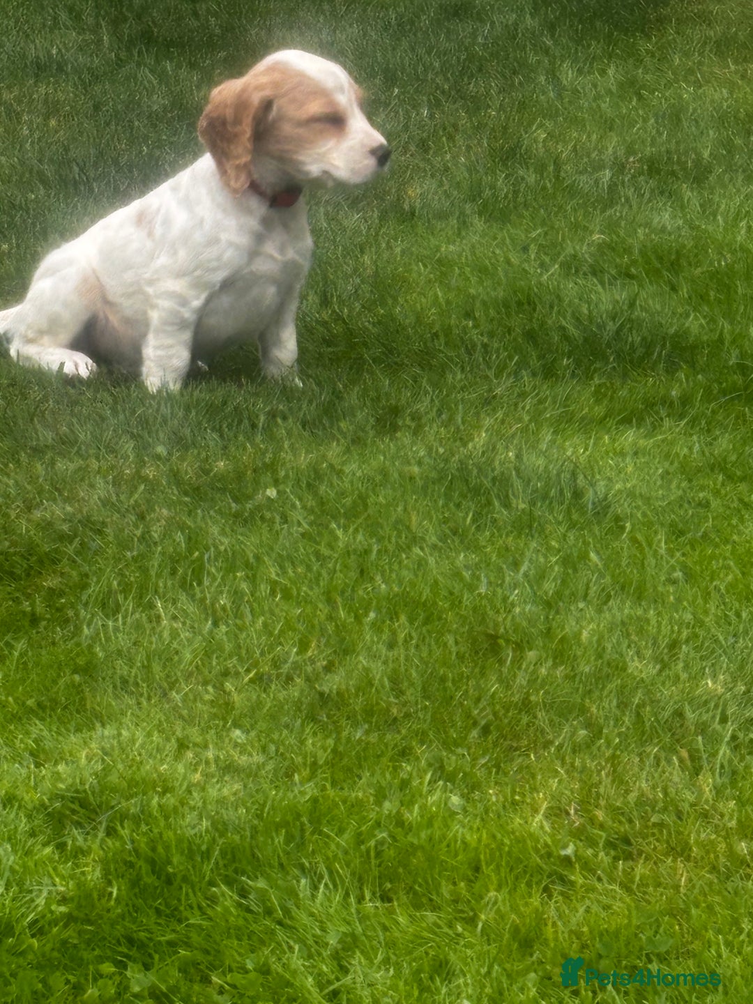 Sprocker dogs for sale: Beautiful Sprocker Puppies - Image 21