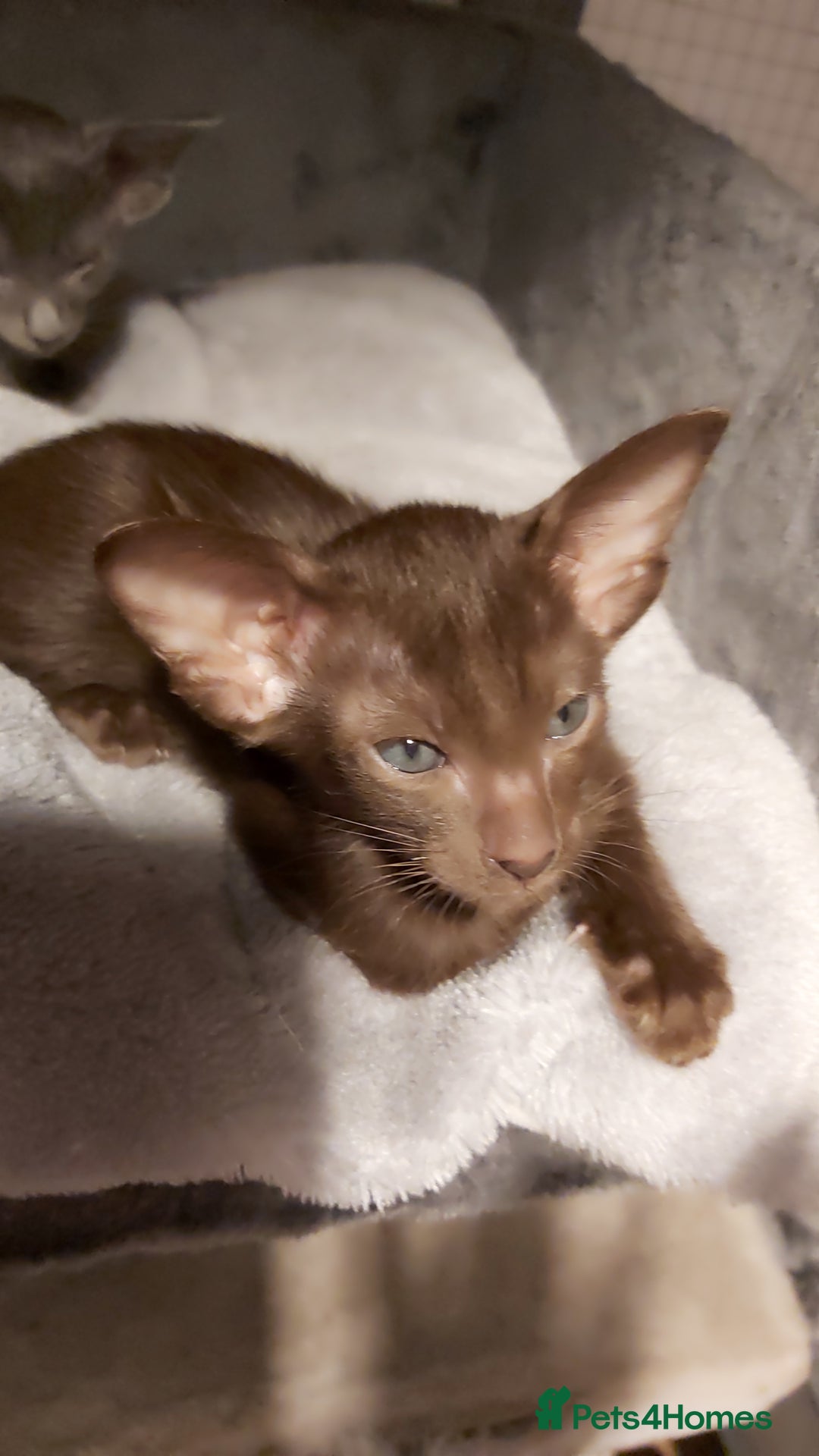 Oriental cats for sale: Full Pedigree Oriental 6 Kittens XL size ears GCCF - Advert 1