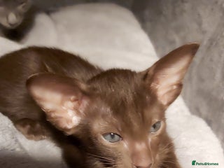 Oriental cats Full Pedigree Oriental 6 Kittens XL size ears GCCF - Advert 10