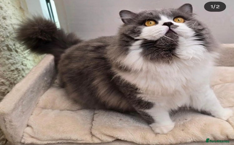 British Longhair cats - Advert 1