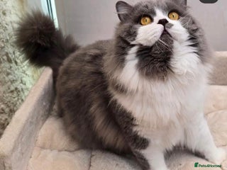 British Longhair cats - Advert 19