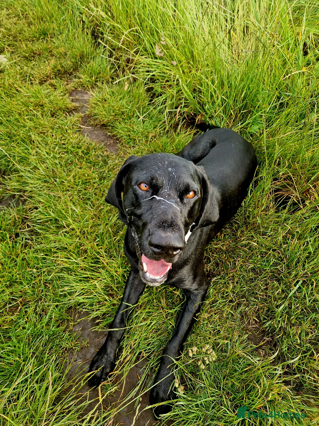 German Shorthaired Pointer dogs for stud: Proven full KC Reg GSP 5th Generation working in Liverpool - Advert 12