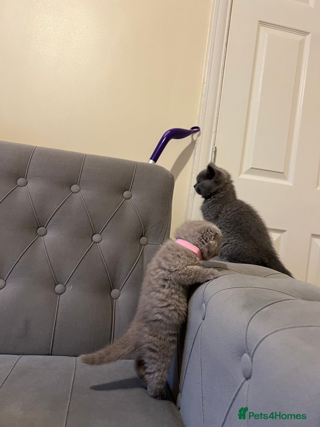 Scottish Fold cats for sale: Adorable Scottish Fold & Straight Kittens 💕🐾 - Image 9