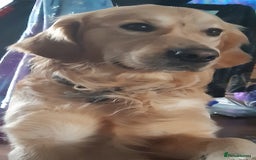 Golden Retriever dogs for sale: Available for STUD - Image 40