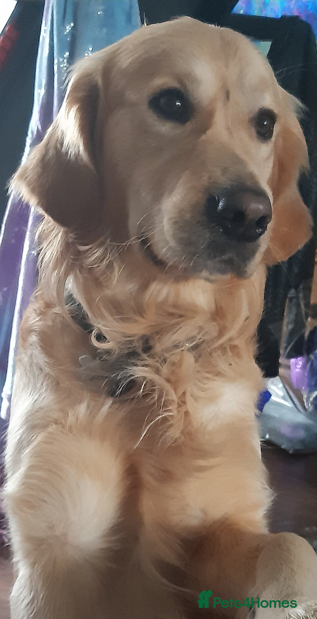 Golden Retriever dogs for sale: Available for STUD - Image 40