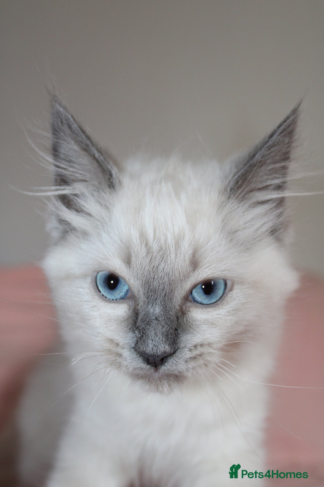 Ragdoll cats for sale: GCCF registered Ragdolls  - Advert 4