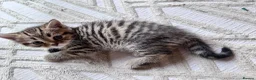 British Shorthair cats for sale: British shorthair kittens  - Advert 11