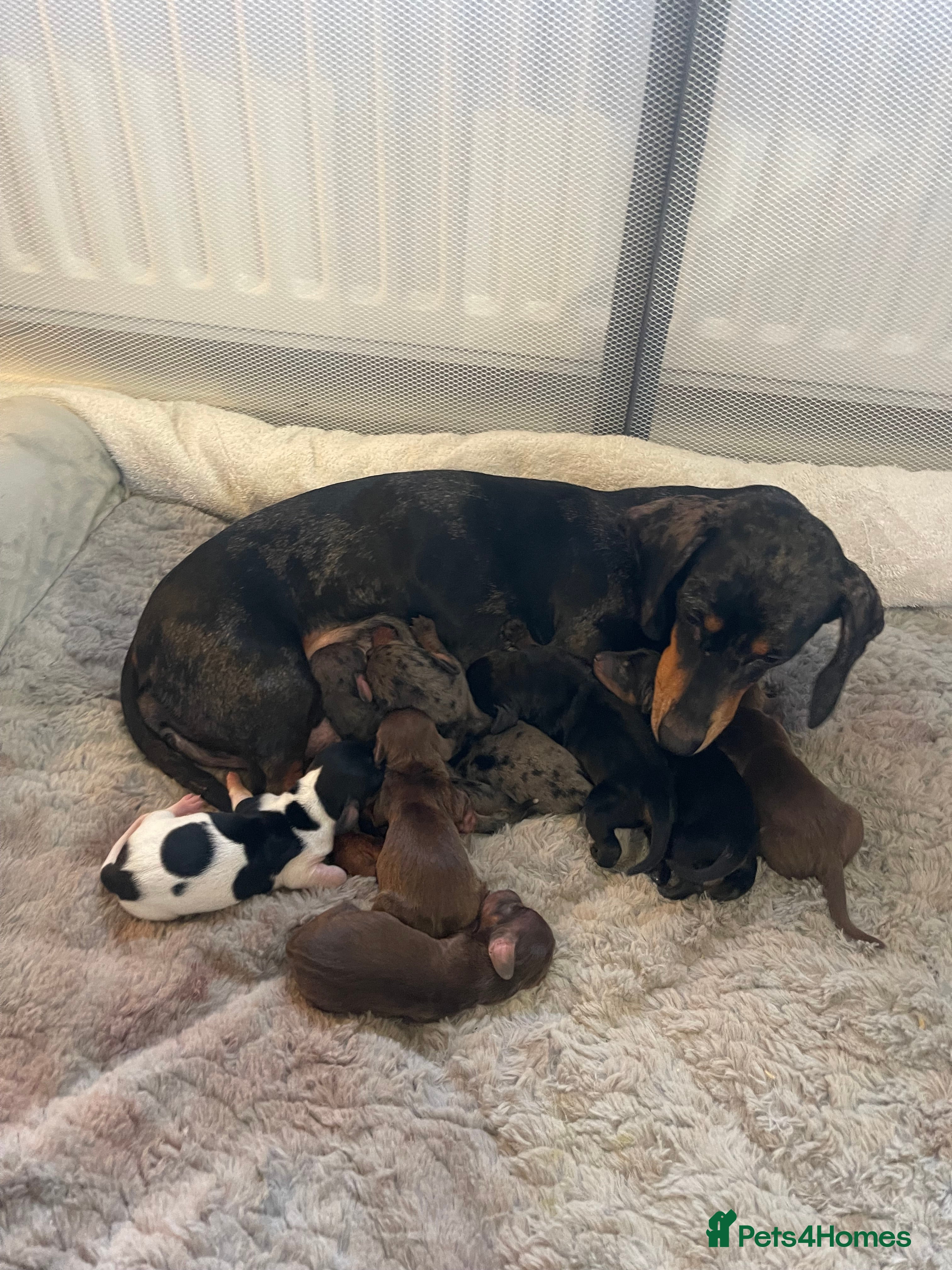 Dachshund dogs DAUCSHAUND PUPPIES - Advert 3