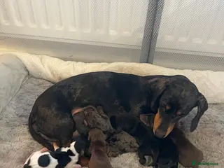 Dachshund dogs DAUCSHAUND PUPPIES - Advert 6