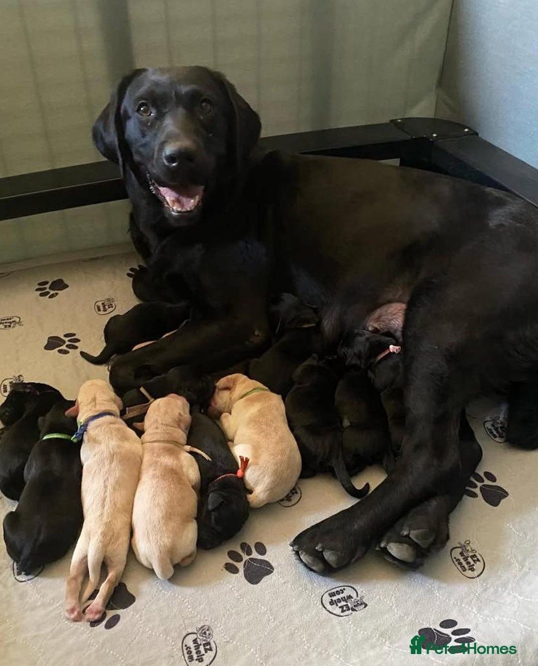 Labrador Retriever dogs for sale: !Stunning pure bred labrador pups - Image 8