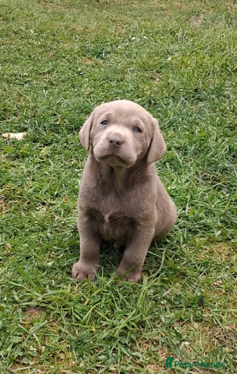Labrador Retriever dogs 1 left ** KC reg charcoal & silver  Labrador pups - Advert 2