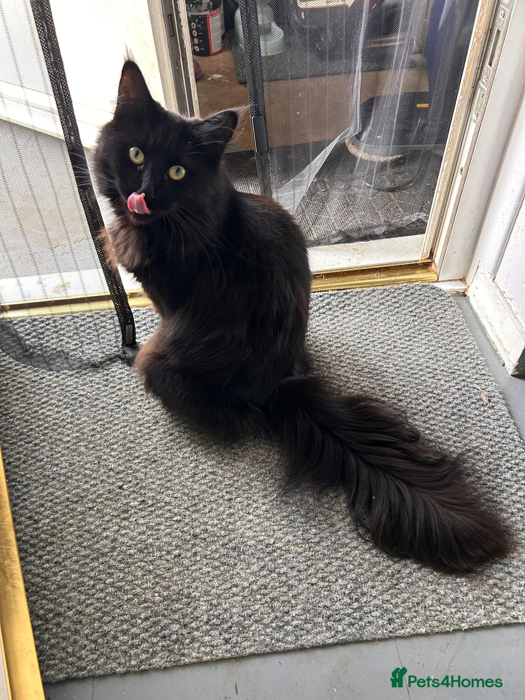 Maine Coon cats for sale: Molly - Maine Coon look for a  Forever home - Advert 2