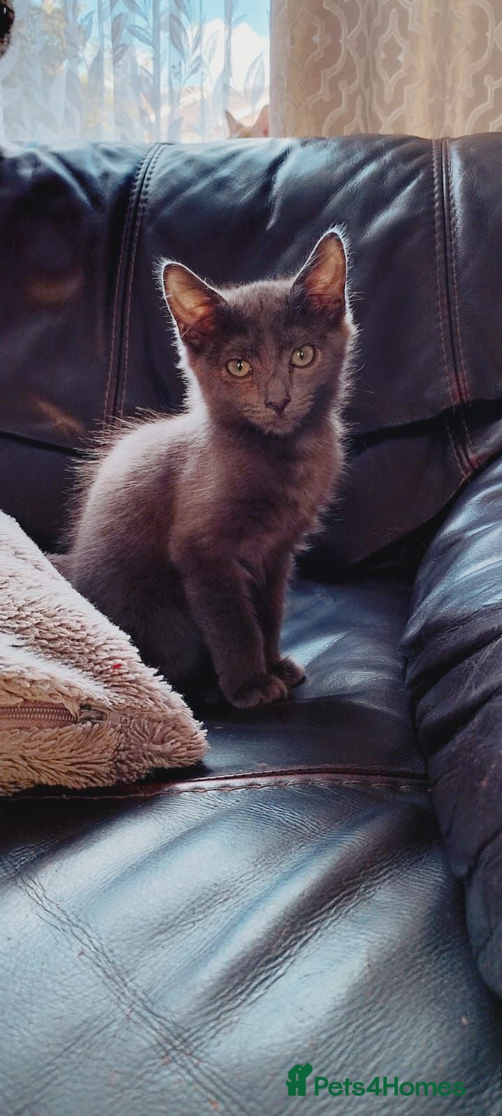 Mixed Breed cats Kittens ready to leave now  - Advert 1
