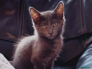 Mixed Breed cats Kittens ready to leave now - Advert 1