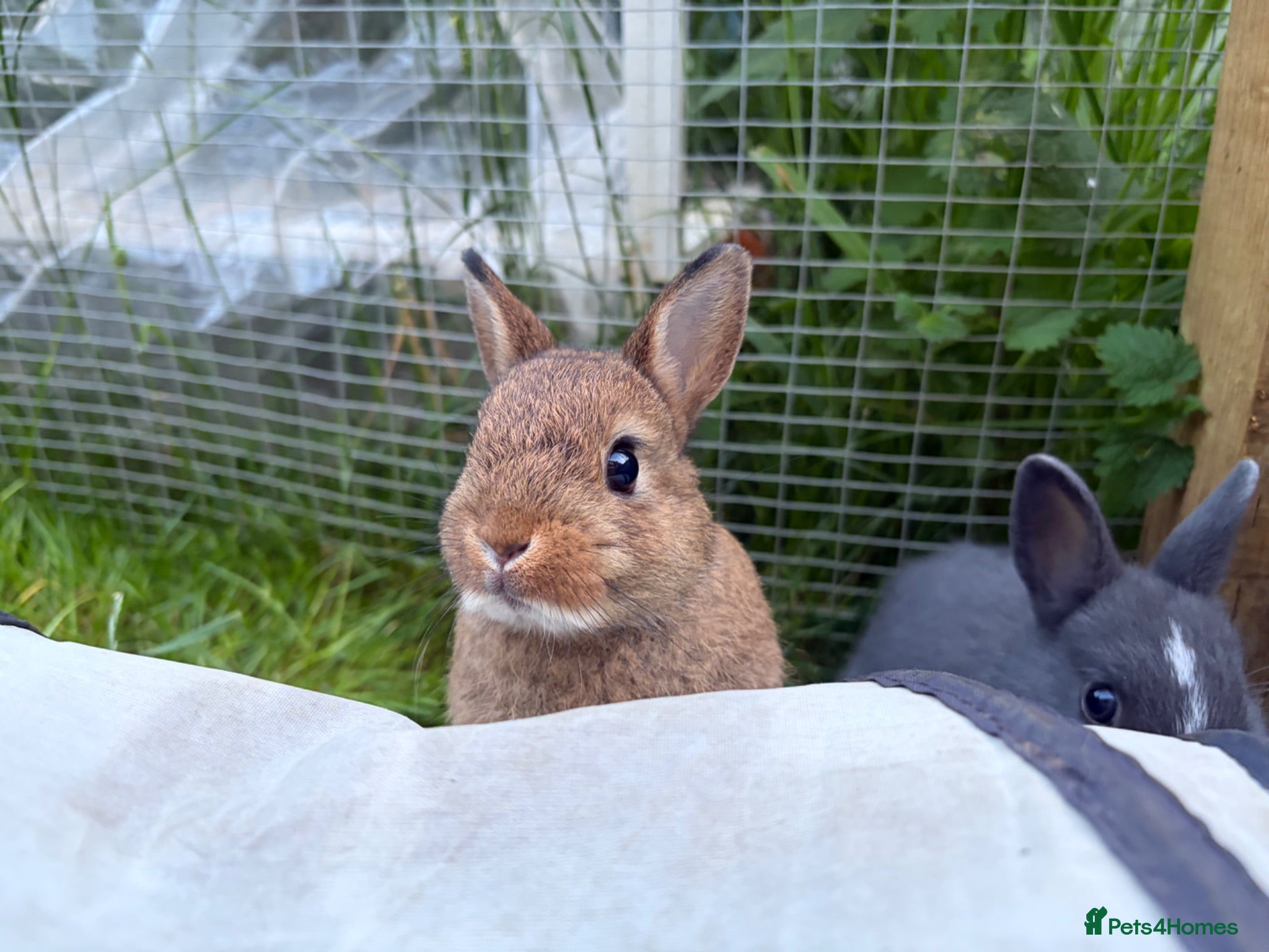 Netherland Dwarf rabbits Pure Netherland dwarf   - Advert 1