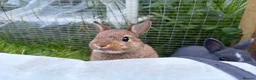Netherland Dwarf rabbits for sale: Pure Netherland dwarf   - Advert 8