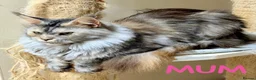Mixed Breed cats for sale: 💖 MAINE COON X RAGDOLL *PARENTS HEALTH TESTED* 💖 - Advert 27