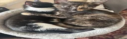 Mixed Breed cats for sale: Tortie & Black and White kittens!  in York - Advert 4