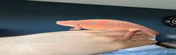 Chameleon reptiles for sale: 11 Month old Panther Chameleon FEMALE in Dundee - Advert 3