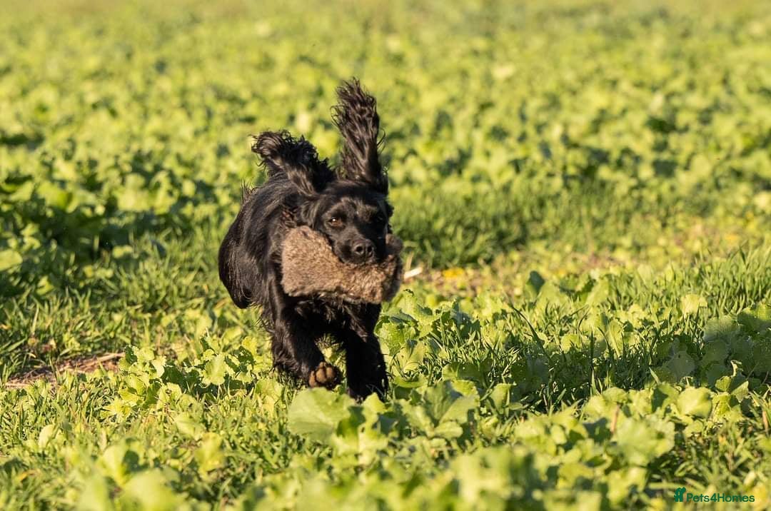 Cocker Spaniel dogs for stud: Extensively Health Tested KC Cocker - WELL PROVEN in Lincoln - Image 8