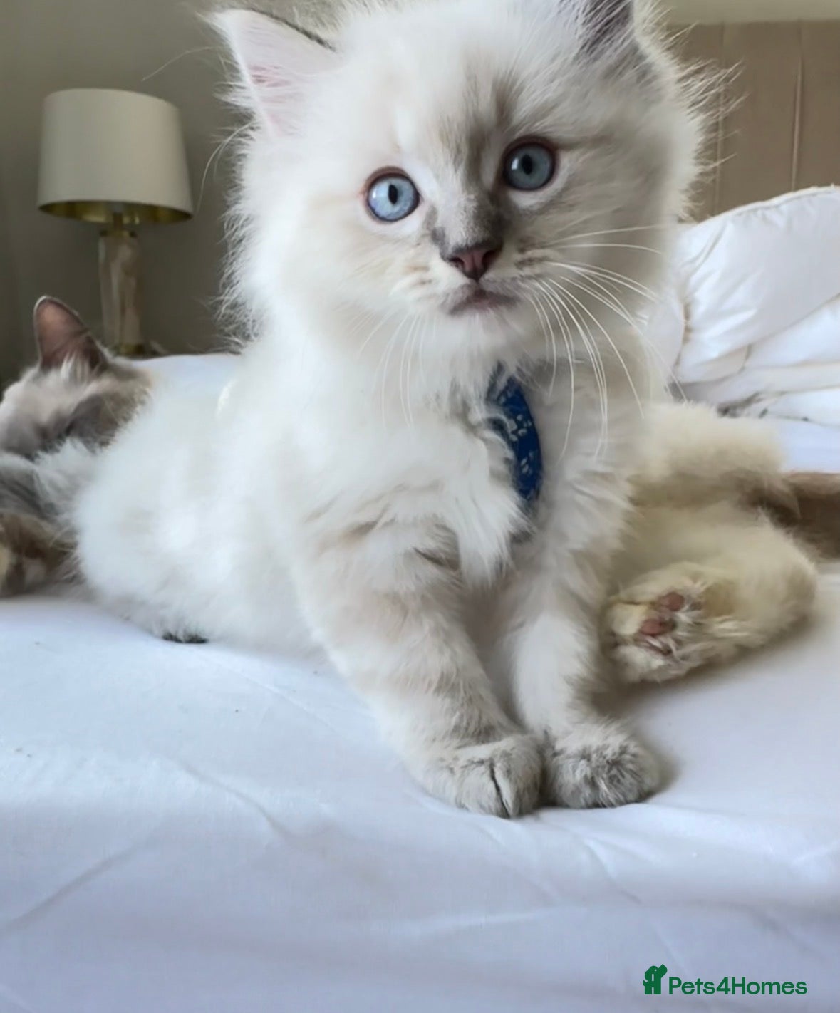 Ragdoll cats Ragdoll kittens for sale  - Advert 1