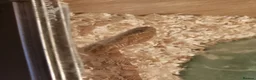 Corn Snake reptiles for sale: Corn snake with vivarium - Advert 5