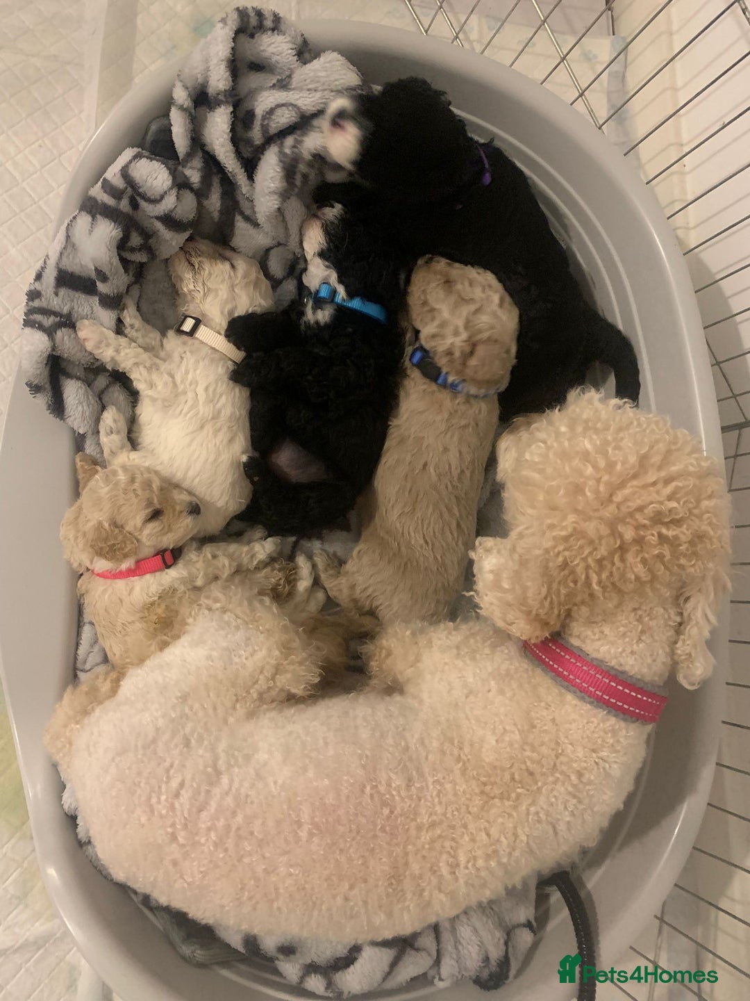 Cavapoochon dogs for sale: 🌟 Ready to leave 23rd Dec F1b cavapoochon puppies - Advert 22