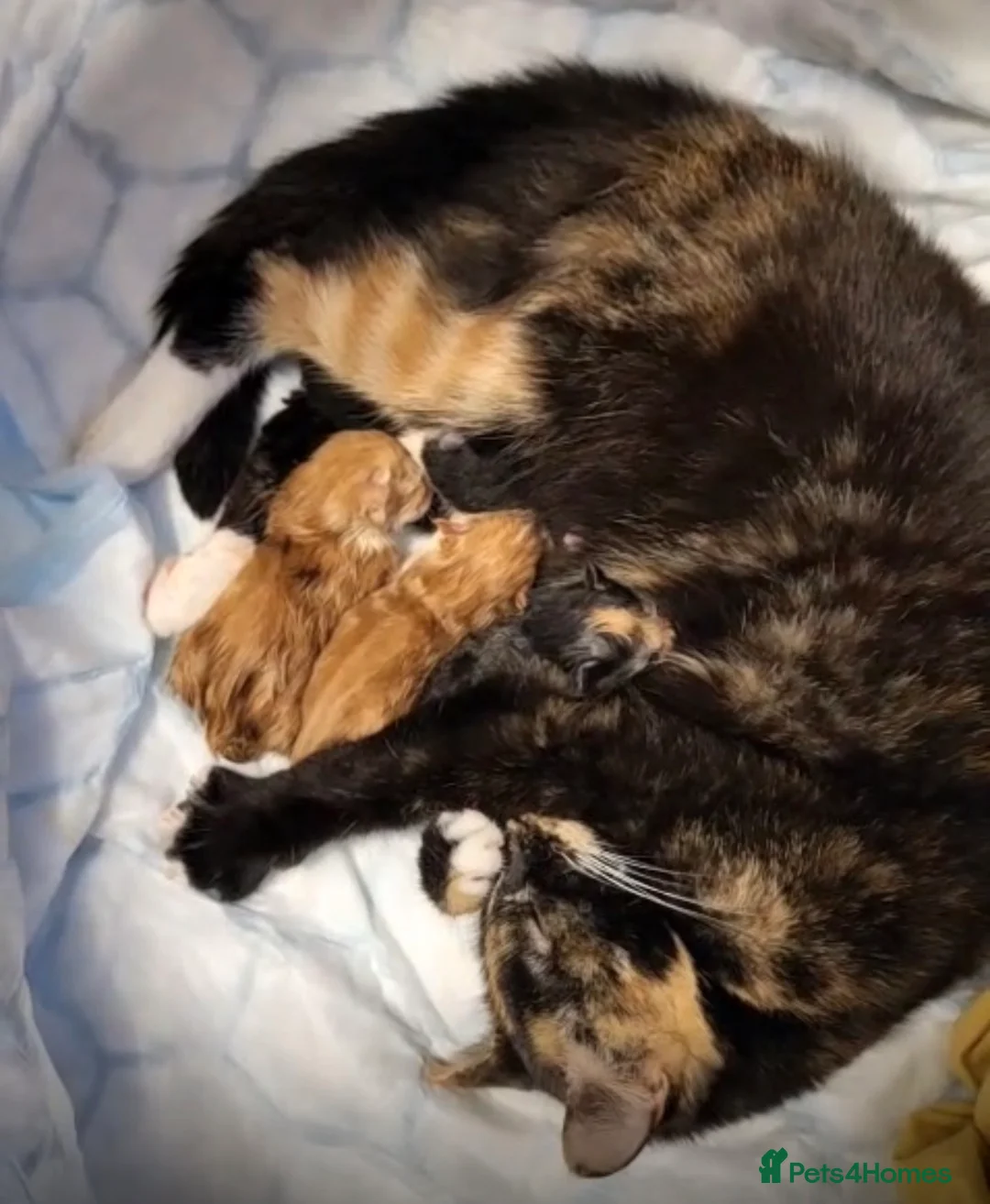 Mixed Breed cats for sale: 4 beautiful Kittens looking for there forever home - Advert 2