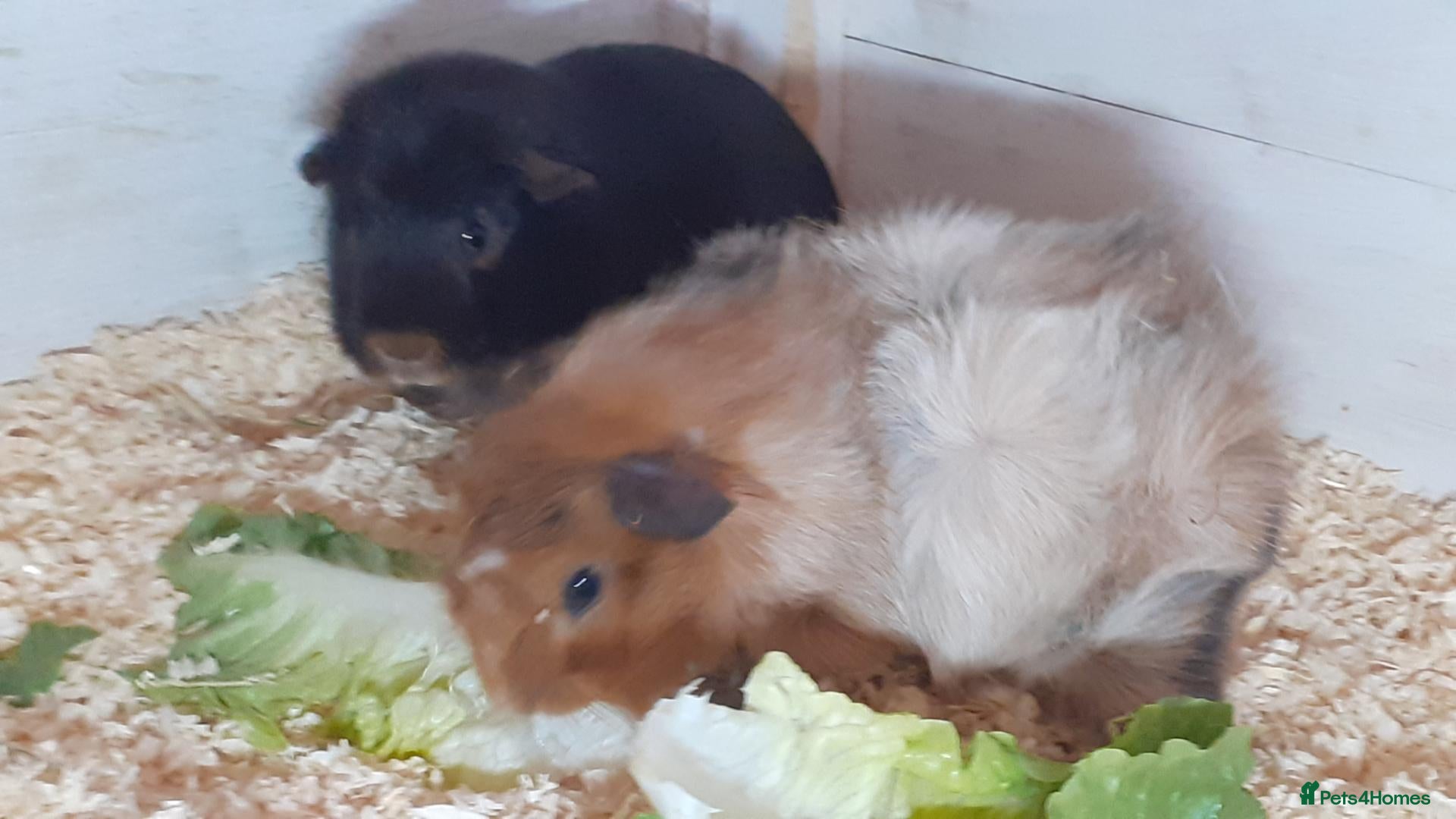 Guinea Pig rodents for sale: Pair of bonded baby boars  - Advert 13
