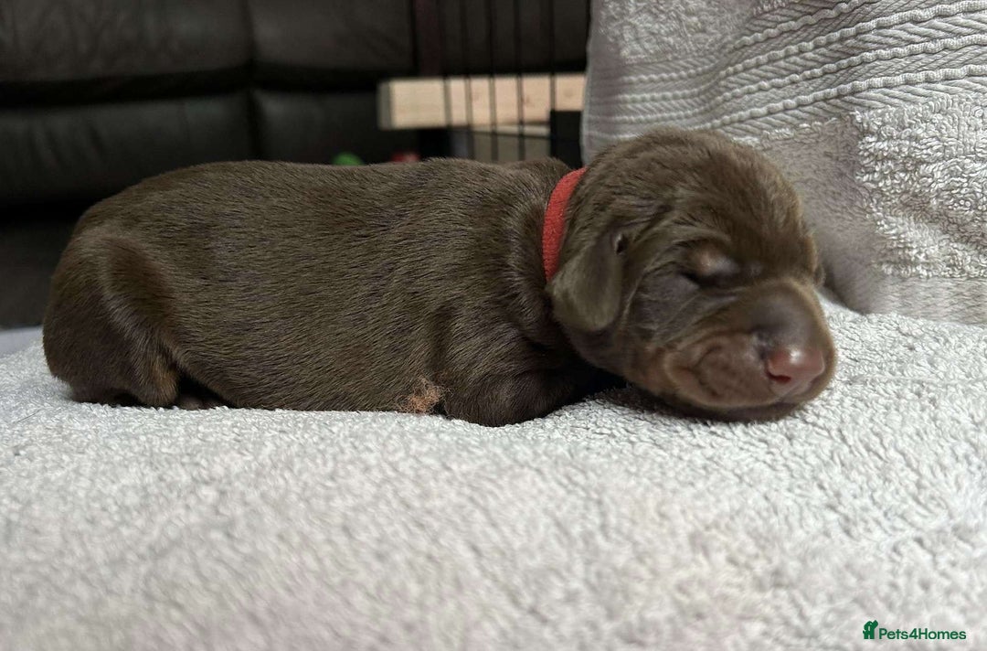 Dobermann dogs for sale: Beautiful litter of Doberman puppies  - Image 4