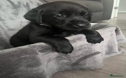 Labrador Retriever dogs for sale: Beautiful KC registered Labrador puppies - Image 10
