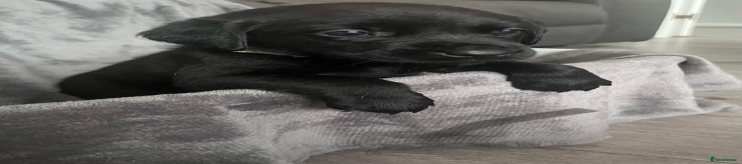 Grey boy