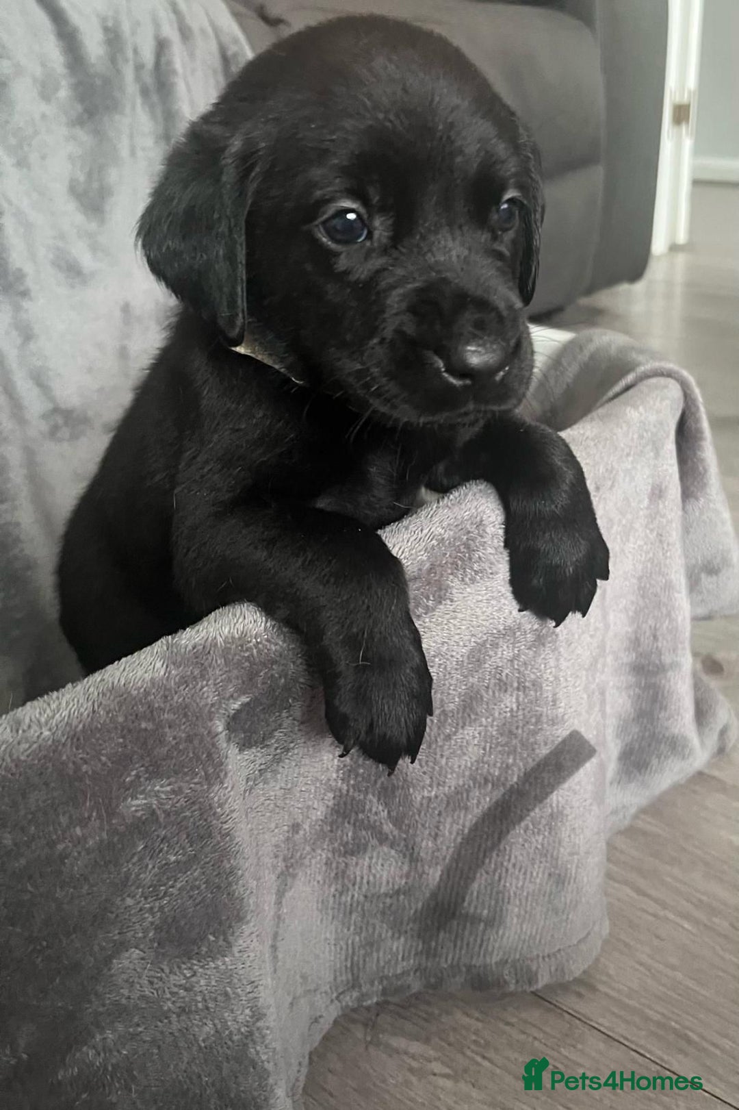 Labrador Retriever dogs for sale: Beautiful KC registered Labrador puppies - Image 10