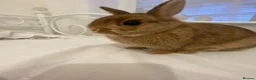 Netherland Dwarf rabbits for sale: Brown Netherland Dwarf Female in Slough - Advert 2