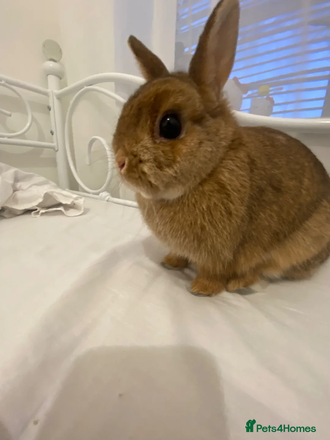 Netherland Dwarf rabbits for sale: Brown Netherland Dwarf Female in Slough - Advert 2