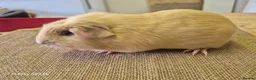 Guinea Pig rodents for sale: Boars available  - Advert 3